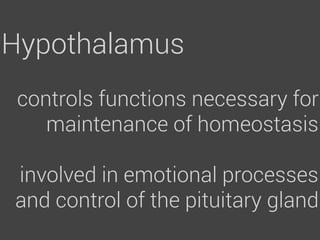 Hypothalamus
 controls functions necessary for
    maintenance of homeostasis

involved in emotional processes
and control of the pituitary gland
 