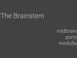 The Brainstem

                midbrain
                   pons
                medulla
 