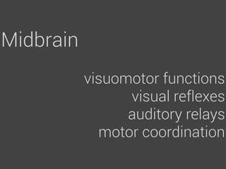 Midbrain
           visuomotor functions
                 visual reflexes
                 auditory relays
             motor coordination
 