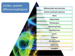 Basic neuroanatomy & neurophysiology | PPTX
