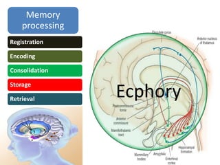 Basic neuroanatomy & neurophysiology | PPTX