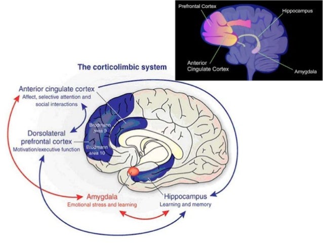 the derivation of anaphoric