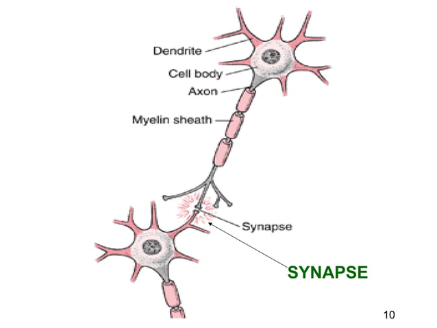 Basic neurochemistry
