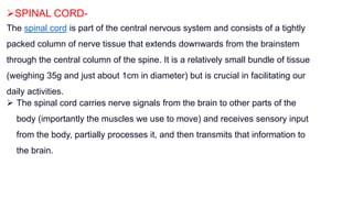 SPINAL CORD-
The spinal cord is part of the central nervous system and consists of a tightly
packed column of nerve tissue that extends downwards from the brainstem
through the central column of the spine. It is a relatively small bundle of tissue
(weighing 35g and just about 1cm in diameter) but is crucial in facilitating our
daily activities.
 The spinal cord carries nerve signals from the brain to other parts of the
body (importantly the muscles we use to move) and receives sensory input
from the body, partially processes it, and then transmits that information to
the brain.
 
