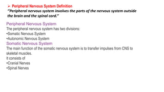  Peripheral Nervous System Definition
‘’Peripheral nervous system involves the parts of the nervous system outside
the brain and the spinal cord.”
Peripheral Nervous System
The peripheral nervous system has two divisions:
•Somatic Nervous System
•Autonomic Nervous System
Somatic Nervous System
The main function of the somatic nervous system is to transfer impulses from CNS to
skeletal muscles.
It consists of
•Cranial Nerves
•Spinal Nerves
 