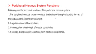  Peripheral Nervous System Functions
Following are the important functions of the peripheral nervous system:
1.The peripheral nervous system connects the brain and the spinal cord to the rest of
the body and the external environment.
2.It regulates internal homeostasis.
3.It can regulate the strength of muscle contractility.
4.It controls the release of secretions from most exocrine glands.
 