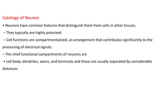 Cytology of Neuron
• Neurons have common features that distinguish them from cells in other tissues.
– They typically are highly polarized.
– Cell functions are compartmentalized, an arrangement that contributes significantly to the
processing of electrical signals.
– The chief functional compartments of neurons are
• cell body, dendrites, axons, and terminals and these are usually separated by considerable
distances
 