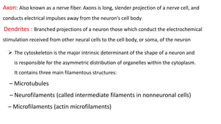 Axon: Also known as a nerve fiber. Axons is long, slender projection of a nerve cell, and
conducts electrical impulses away from the neuron's cell body.
Dendrites : Branched projections of a neuron those which conduct the electrochemical
stimulation received from other neural cells to the cell body, or soma, of the neuron
 The cytoskeleton is the major intrinsic determinant of the shape of a neuron and
is responsible for the asymmetric distribution of organelles within the cytoplasm.
It contains three main filamentous structures:
– Microtubules
– Neurofilaments (called intermediate filaments in nonneuronal cells)
– Microfilaments (actin microfilaments)
 