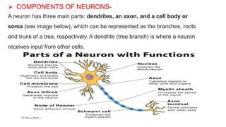  COMPONENTS OF NEURONS-
A neuron has three main parts: dendrites, an axon, and a cell body or
soma (see image below), which can be represented as the branches, roots
and trunk of a tree, respectively. A dendrite (tree branch) is where a neuron
receives input from other cells.
 