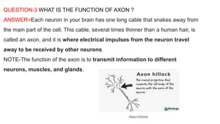 QUESTION-3 WHAT IS THE FUNCTION OF AXON ?
ANSWER=Each neuron in your brain has one long cable that snakes away from
the main part of the cell. This cable, several times thinner than a human hair, is
called an axon, and it is where electrical impulses from the neuron travel
away to be received by other neurons.
NOTE-The function of the axon is to transmit information to different
neurons, muscles, and glands.
 