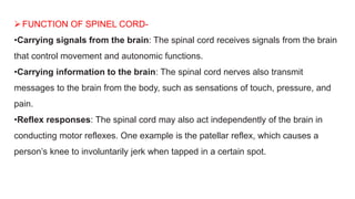 FUNCTION OF SPINEL CORD-
•Carrying signals from the brain: The spinal cord receives signals from the brain
that control movement and autonomic functions.
•Carrying information to the brain: The spinal cord nerves also transmit
messages to the brain from the body, such as sensations of touch, pressure, and
pain.
•Reflex responses: The spinal cord may also act independently of the brain in
conducting motor reflexes. One example is the patellar reflex, which causes a
person’s knee to involuntarily jerk when tapped in a certain spot.
 