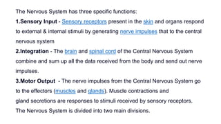 The Nervous System has three specific functions:
1.Sensory Input - Sensory receptors present in the skin and organs respond
to external & internal stimuli by generating nerve impulses that to the central
nervous system
2.Integration - The brain and spinal cord of the Central Nervous System
combine and sum up all the data received from the body and send out nerve
impulses.
3.Motor Output - The nerve impulses from the Central Nervous System go
to the effectors (muscles and glands). Muscle contractions and
gland secretions are responses to stimuli received by sensory receptors.
The Nervous System is divided into two main divisions.
 