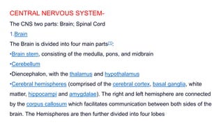 CENTRAL NERVOUS SYSTEM-
The CNS two parts: Brain; Spinal Cord
1.Brain
The Brain is divided into four main parts[1]:
•Brain stem, consisting of the medulla, pons, and midbrain
•Cerebellum
•Diencephalon, with the thalamus and hypothalamus
•Cerebral hemispheres (comprised of the cerebral cortex, basal ganglia, white
matter, hippocampi and amygdalae). The right and left hemisphere are connected
by the corpus callosum which facilitates communication between both sides of the
brain. The Hemispheres are then further divided into four lobes
 
