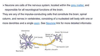 Neurone are cells of the nervous system, located within the grey matter, and
responsible for all neurological functions of the brain.
They are any of the impulse-conducting cells that constitute the brain, spinal
column, and nerves in vertebrates, consisting of a nucleated cell body with one or
more dendrites and a single axon. See Neurone link for more detailed informatio
 