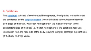  Cerebrum-
The cerebrum consists of two cerebral hemispheres, the right and left hemisphere
are connected by the corpus callosum which facilitates communication between
both sides of the brain, with each hemisphere in the main connection to the
contralateral side of the body i.e. the left hemisphere of the cerebrum receives
information from the right side of the body resulting in motor control of the right side
of the body and vice versa.
 