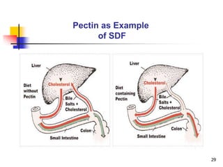 29
Pectin as Example
of SDF
 