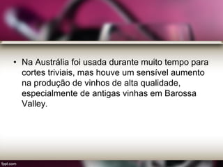 • Na Austrália foi usada durante muito tempo para
cortes triviais, mas houve um sensível aumento
na produção de vinhos de alta qualidade,
especialmente de antigas vinhas em Barossa
Valley.
 