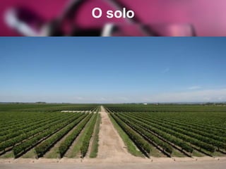 O solo
 