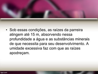 • Sob essas condições, as raízes da parreira
atingem até 15 m, absorvendo nessa
profundidade a água e as substâncias minerais
de que necessita para seu desenvolvimento. A
umidade excessiva faz com que as raízes
apodreçam.
 