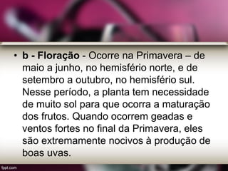 • b - Floração - Ocorre na Primavera – de
maio a junho, no hemisfério norte, e de
setembro a outubro, no hemisfério sul.
Nesse período, a planta tem necessidade
de muito sol para que ocorra a maturação
dos frutos. Quando ocorrem geadas e
ventos fortes no final da Primavera, eles
são extremamente nocivos à produção de
boas uvas.
 