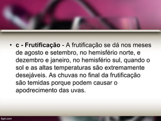 • c - Frutificação - A frutificação se dá nos meses
de agosto e setembro, no hemisfério norte, e
dezembro e janeiro, no hemisfério sul, quando o
sol e as altas temperaturas são extremamente
desejáveis. As chuvas no final da frutificação
são temidas porque podem causar o
apodrecimento das uvas.
 