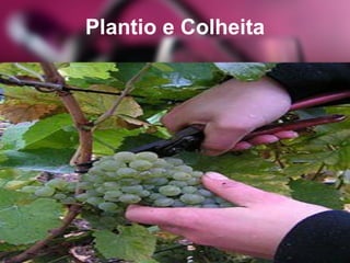 Plantio e Colheita
 