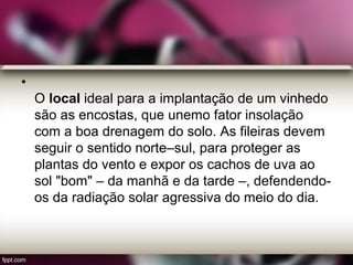 •
O local ideal para a implantação de um vinhedo
são as encostas, que unemo fator insolação
com a boa drenagem do solo. As fileiras devem
seguir o sentido norte–sul, para proteger as
plantas do vento e expor os cachos de uva ao
sol "bom" – da manhã e da tarde –, defendendo-
os da radiação solar agressiva do meio do dia.
 