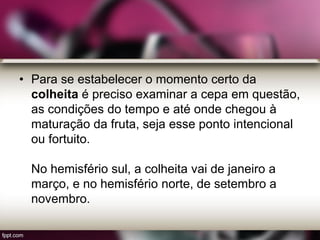 • Para se estabelecer o momento certo da
colheita é preciso examinar a cepa em questão,
as condições do tempo e até onde chegou à
maturação da fruta, seja esse ponto intencional
ou fortuito.
No hemisfério sul, a colheita vai de janeiro a
março, e no hemisfério norte, de setembro a
novembro.
 