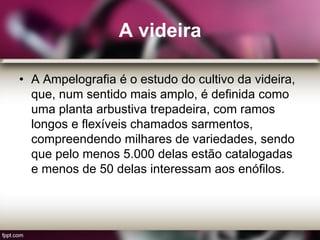 A videira
• A Ampelografia é o estudo do cultivo da videira,
que, num sentido mais amplo, é definida como
uma planta arbustiva trepadeira, com ramos
longos e flexíveis chamados sarmentos,
compreendendo milhares de variedades, sendo
que pelo menos 5.000 delas estão catalogadas
e menos de 50 delas interessam aos enófilos.
 