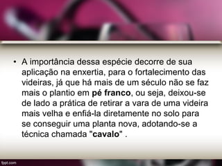 • A importância dessa espécie decorre de sua
aplicação na enxertia, para o fortalecimento das
videiras, já que há mais de um século não se faz
mais o plantio em pé franco, ou seja, deixou-se
de lado a prática de retirar a vara de uma videira
mais velha e enfiá-la diretamente no solo para
se conseguir uma planta nova, adotando-se a
técnica chamada "cavalo" .
 