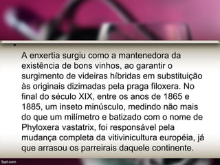 •
A enxertia surgiu como a mantenedora da
existência de bons vinhos, ao garantir o
surgimento de videiras híbridas em substituição
às originais dizimadas pela praga filoxera. No
final do século XIX, entre os anos de 1865 e
1885, um inseto minúsculo, medindo não mais
do que um milímetro e batizado com o nome de
Phyloxera vastatrix, foi responsável pela
mudança completa da vitivinicultura européia, já
que arrasou os parreirais daquele continente.
 
