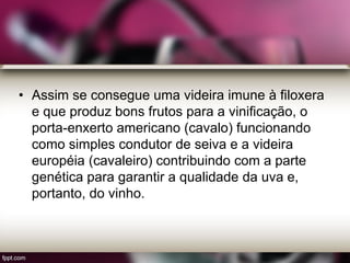 • Assim se consegue uma videira imune à filoxera
e que produz bons frutos para a vinificação, o
porta-enxerto americano (cavalo) funcionando
como simples condutor de seiva e a videira
européia (cavaleiro) contribuindo com a parte
genética para garantir a qualidade da uva e,
portanto, do vinho.
 