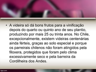• A videira só dá bons frutos para a vinificação
depois do quarto ou quinto ano de seu plantio,
produzindo por mais 25 ou trinta anos. No Chile,
excepcionalmente, existem videiras centenárias
ainda férteis, graças ao solo especial e porque
os parreirais chilenos não foram atingidos pela
filoxera, protegidos que foram pelo clima
excessivamente seco e pela barreira da
Cordilheira dos Andes.
 