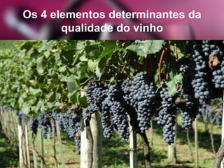 Os 4 elementos determinantes da
qualidade do vinho
 
