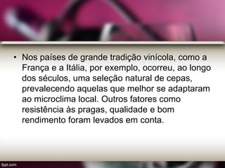 • Nos países de grande tradição vinícola, como a
França e a Itália, por exemplo, ocorreu, ao longo
dos séculos, uma seleção natural de cepas,
prevalecendo aquelas que melhor se adaptaram
ao microclima local. Outros fatores como
resistência às pragas, qualidade e bom
rendimento foram levados em conta.
 
