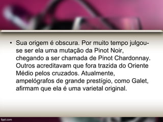 • Sua origem é obscura. Por muito tempo julgou-
se ser ela uma mutação da Pinot Noir,
chegando a ser chamada de Pinot Chardonnay.
Outros acreditavam que fora trazida do Oriente
Médio pelos cruzados. Atualmente,
ampelógrafos de grande prestígio, como Galet,
afirmam que ela é uma varietal original.
 