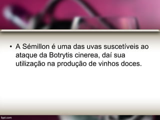 • A Sémillon é uma das uvas suscetíveis ao
ataque da Botrytis cinerea, daí sua
utilização na produção de vinhos doces.
 