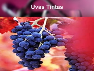 Uvas Tintas
 
