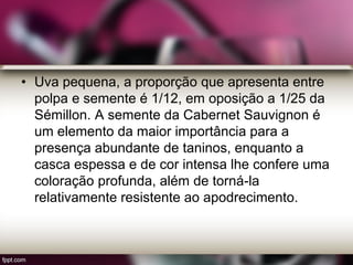 • Uva pequena, a proporção que apresenta entre
polpa e semente é 1/12, em oposição a 1/25 da
Sémillon. A semente da Cabernet Sauvignon é
um elemento da maior importância para a
presença abundante de taninos, enquanto a
casca espessa e de cor intensa lhe confere uma
coloração profunda, além de torná-la
relativamente resistente ao apodrecimento.
 