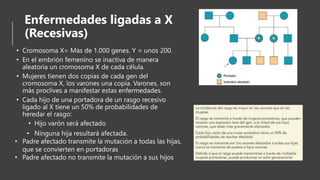 Enfermedades ligadas a X
(Recesivas)
• Cromosoma X= Más de 1.000 genes. Y = unos 200.
• En el embrión femenino se inactiva de manera
aleatoria un cromosoma X de cada célula.
• Mujeres tienen dos copias de cada gen del
cromosoma X, los varones una copia. Varones, son
más proclives a manifestar estas enfermedades.
• Cada hijo de una portadora de un rasgo recesivo
ligado al X tiene un 50% de probabilidades de
heredar el rasgo:
• Hijo varón será afectado
• Ninguna hija resultará afectada.
• Padre afectado transmite la mutación a todas las hijas,
que se convierten en portadoras
• Padre afectado no transmite la mutación a sus hijos
 