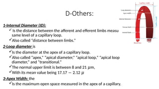 Apical Loop Basic knowledges of Capillaroscope.pptx