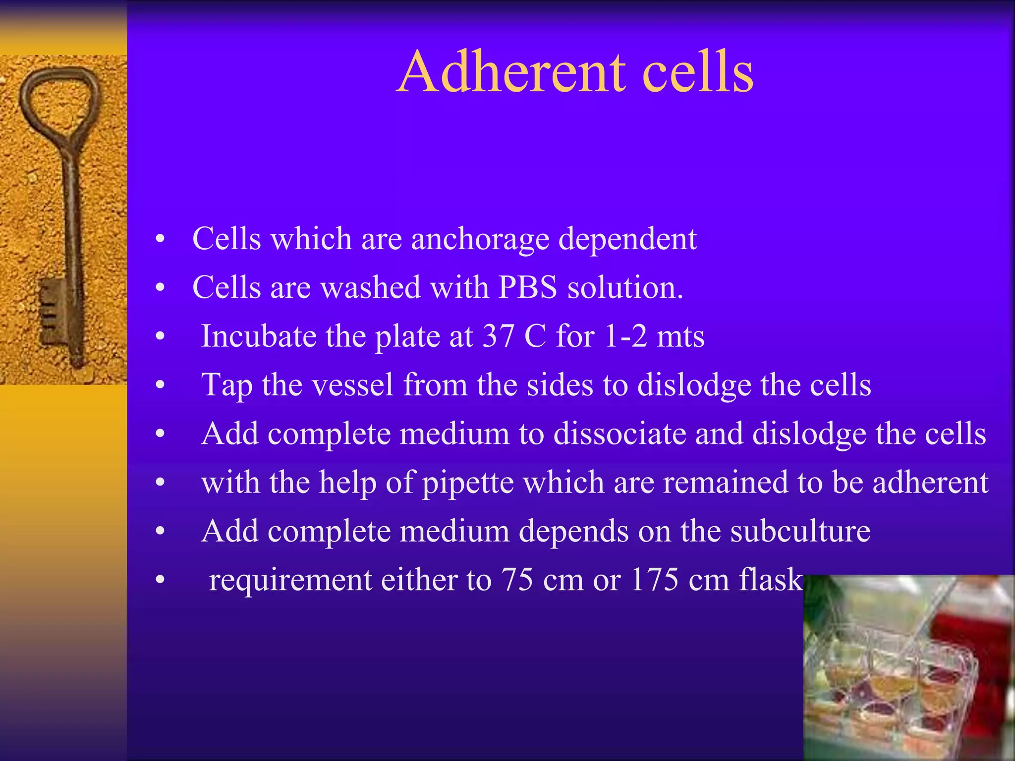 Adherent cells
• Cells which are anchorage dependent
• Cells are washed with PBS solution.
• Incubate the plate at 37 C for 1-2 mts
• Tap the vessel from the sides to dislodge the cells
• Add complete medium to dissociate and dislodge the cells
• with the help of pipette which are remained to be adherent
• Add complete medium depends on the subculture
• requirement either to 75 cm or 175 cm flask
 