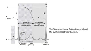 The Transmembrane Action Potential and
the Surface Electrocardiogram.
7
 