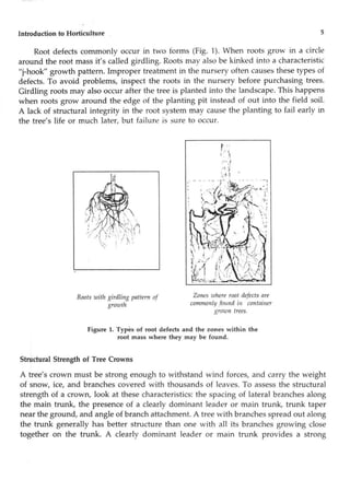 Kinked Roots basic of horticulturssssssssssssssse.pdf