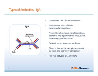 Types of Antibodies - IgA
12
• Constitutes 13% of total antibodies
• Predominant class of Ab in
extravascular secretions
• Present in saliva, tears, nasal secretions,
bronchial and digestive tract mucus and
mammary gland secretions
• Exists either as monomer or dimer
• Dimer is formed by two IgA monomers,
a J chain and secretory component
• Has two isotypes IgA1 and IgA2
 