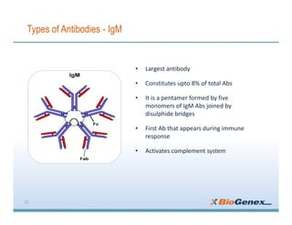 Types of Antibodies - IgM
13
• Largest antibody
• Constitutes upto 8% of total Abs
• It is a pentamer formed by five
monomers of IgM Abs joined by
disulphide bridges
• First Ab that appears during immune
response
• Activates complement system
 