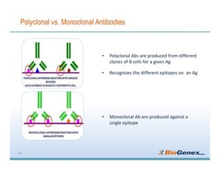 Polyclonal vs. Monoclonal Antibodies
16
• Polyclonal Abs are produced from different
clones of B cells for a given Ag
• Recognizes the different epitopes on an Ag
• Monoclonal Ab are produced against a
single epitope
 