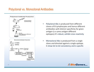 Polyclonal vs. Monoclonal Antibodies
17
• Polyclonal Abs is produced from different
clones of B Lymphocytes and hence different
antibodies with distinct specificity for given
antigen (i.e same antigen different
epitopes).It’s robust, exhibit cross reactivity
• Monoclonal Abs is produced from a single
clone and directed against a single epitope.
It show lot to lot consistency and is specific
 