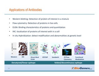 Applications of Antibodies
• Western blotting: Detection of protein of interest in a mixture
• Flow cytometry: Detection of proteins in live cells
• ELISA: Binding characteristics of proteins and quantitation
• IHC: localization of proteins of interest with in a cell
• In situ Hybridization: detect modification and abnormalities at genetic level
19
Western IHC Direct Bind
ELISA
IP/ChIP Sandwich IF/Flow
Cytometry
Functional
Modulation
Denatyred/linear epitope folded/discontinuous epitope
 