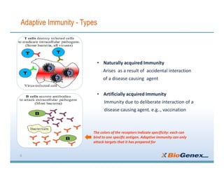 Adaptive Immunity - Types
6
• Naturally acquired Immunity
Arises as a result of accidental interaction
of a disease causing agent
• Artificially acquired Immunity
Immunity due to deliberate interaction of a
disease causing agent. e.g.., vaccination
The colors of the receptors indicate specificity: each can
bind to one specific antigen. Adaptive immunity can only
attack targets that it has prepared for
 